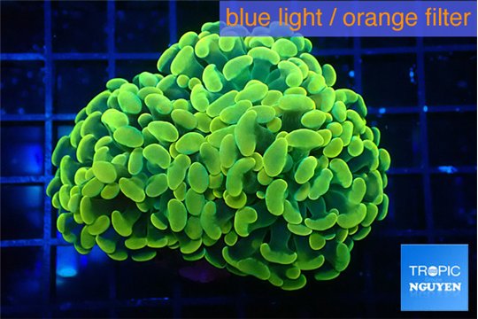 Euphyllia paraancora electro 4-7 cm WYSIWYG acclimaté