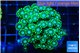 Alveopora green 5-8 cm WYSIWYG acclimaté