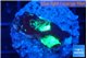 Favia green purple 2-3 cm WYSIWYG acclimaté