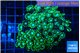Alveopora green 5-7 cm WYSIWYG acclimaté