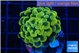 Euphyllia paraancora electro 4-7 cm WYSIWYG acclimaté