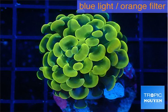 Euphyllia paraancora electro 4-7 cm WYSIWYG acclimaté