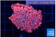 Goniopora red 5-7 cm WYSIWYG acclimaté
