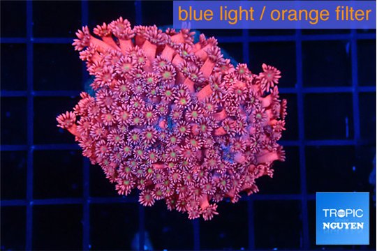 Goniopora red 5-7 cm WYSIWYG acclimaté