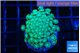 Alveopora green 3-5 cm WYSIWYG acclimaté