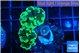 Euphyllia paraancora glow tip 3-4 cm WYSIWYG acclimaté