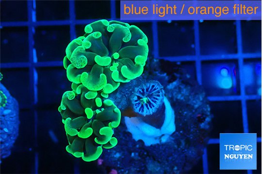 Euphyllia paraancora glow tip 3-4 cm WYSIWYG acclimaté