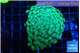 Alveopora green 5-7 cm WYSIWYG acclimaté