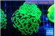 Euphyllia paraancora glow tip 5-8 cm WYSIWYG acclimaté