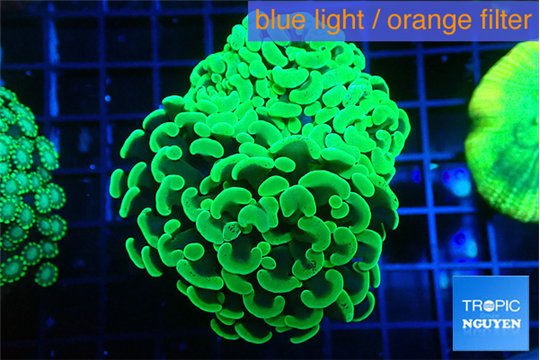 Euphyllia paraancora glow tip 5-8 cm WYSIWYG acclimaté