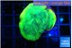 Favia green moon 4-5 cm WYSIWYG acclimaté