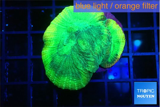 Favia green moon 4-5 cm WYSIWYG acclimaté