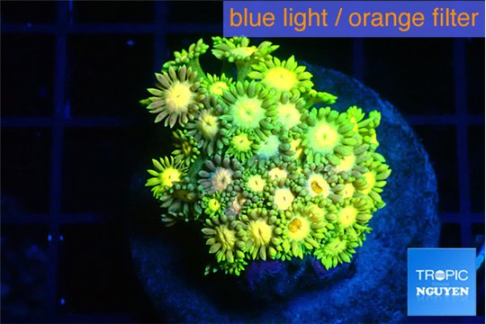 Goniopora rainbow 3-6 cm WYSIWYG acclimaté