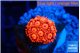 Goniopora red 2-3 cm WYSIWYG acclimaté