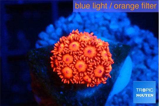 Goniopora red 2-3 cm WYSIWYG acclimaté