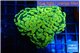 Euphyllia paraancora glow tip 5-8 cm WYSIWYG acclimaté