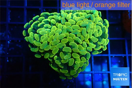 Euphyllia paraancora glow tip 5-8 cm WYSIWYG acclimaté