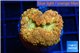 Blastomussa wellsi sunrise 2-3 cm WYSIWYG acclimaté