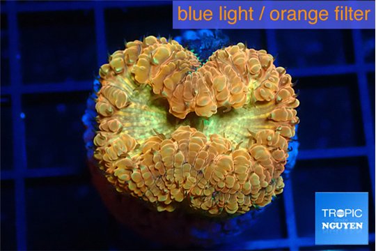 Blastomussa wellsi sunrise 2-3 cm WYSIWYG acclimaté