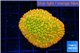 Montipora kungpao sunset phoenix 3-4 cm WYSIWYG acclimaté