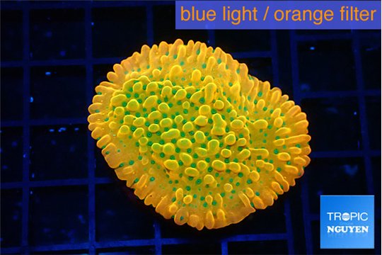 Montipora kungpao sunset phoenix 3-4 cm WYSIWYG acclimaté