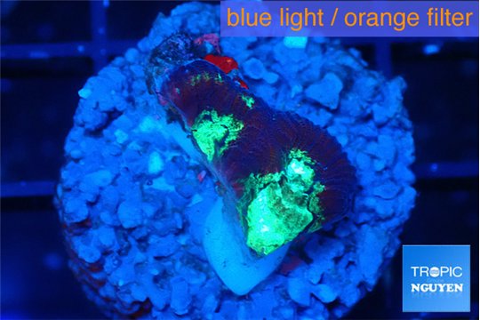 Favia green purple 2 cm WYSIWYG acclimaté