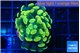 Euphyllia paraancora glow tip 3-4 cm WYSIWYG acclimaté