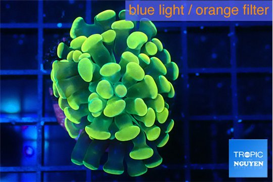Euphyllia paraancora glow tip 3-4 cm WYSIWYG acclimaté