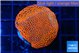 Montipora digitata red bubble gum 3-4 cm WYSIWYG acclimaté