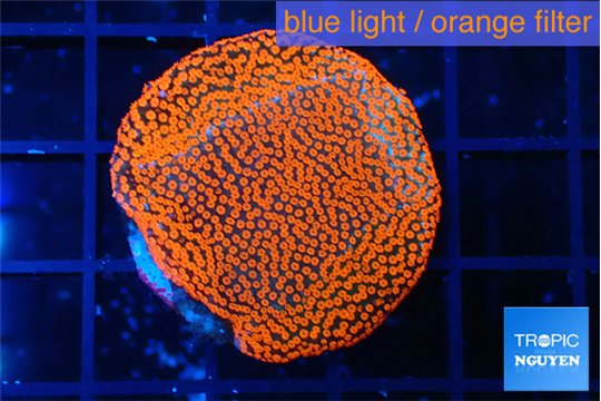 Montipora digitata red bubble gum 3-4 cm WYSIWYG acclimaté