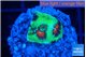 Favia green monster 1-2 cm WYSIWYG acclimaté