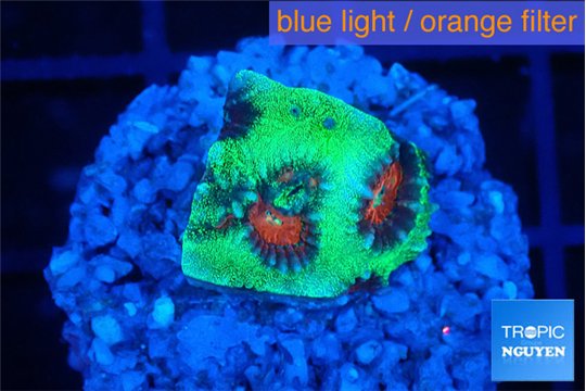 Favia green monster 1-2 cm WYSIWYG acclimaté