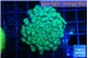 Alveopora green 4-7 cm WYSIWYG acclimaté