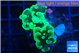 Euphyllia paraancora glow tip 2-4 cm WYSIWYG acclimaté
