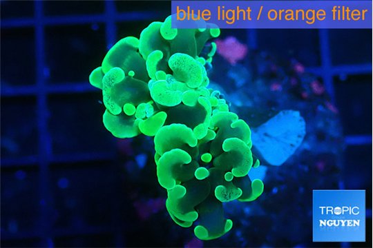 Euphyllia paraancora glow tip 2-4 cm WYSIWYG acclimaté