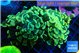 Euphyllia paraancora glow tip 5-8 cm WYSIWYG acclimaté