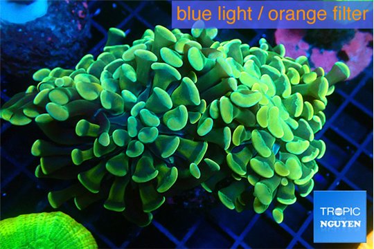 Euphyllia paraancora glow tip 5-8 cm WYSIWYG acclimaté