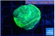 Favia green moon 3-5 cm WYSIWYG acclimaté