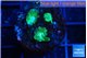 Favia green purple 2-3 cm WYSIWYG acclimaté