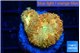 Blastomussa wellsi sunrise 2-3 cm WYSIWYG acclimaté