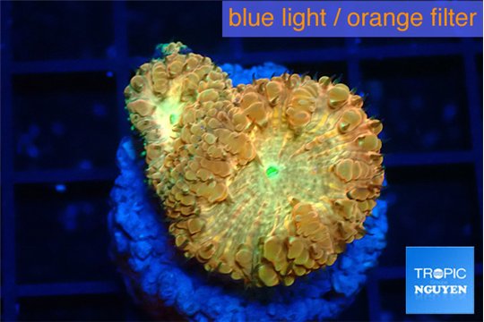 Blastomussa wellsi sunrise 2-3 cm WYSIWYG acclimaté