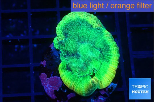Favia green moon 3-4 cm WYSIWYG acclimaté