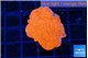 Montipora red cap 3-4 cm WYSIWYG acclimaté