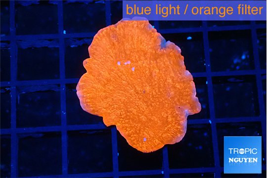 Montipora red cap 3-4 cm WYSIWYG acclimaté