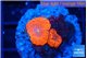 Blastomussa wellsi red cheryy pop 2 polyps WYSIWYG acclimaté