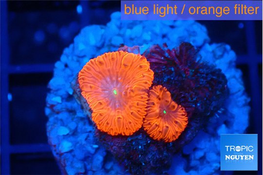 Blastomussa wellsi red cheryy pop 2 polyps WYSIWYG acclimaté