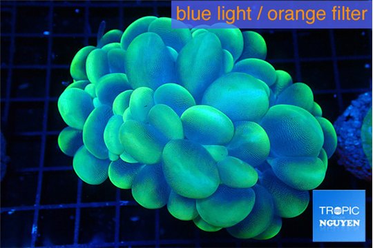 Plerogyra golden purple 5-8 cm WYSIWYG acclimaté