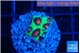 Favia green monster 2 cm WYSIWYG acclimaté