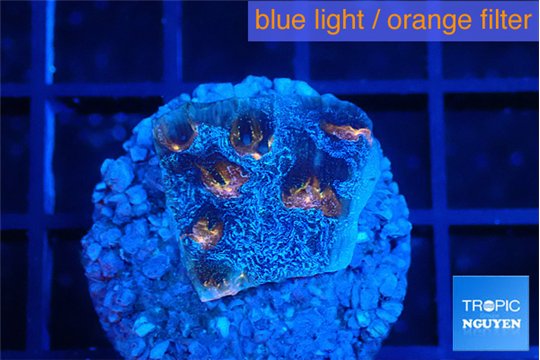 Echinophyllia flaming 2-3 cm WYSIWYG acclimaté
