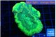 Favia green moon 5-6 cm WYSIWYG acclimaté